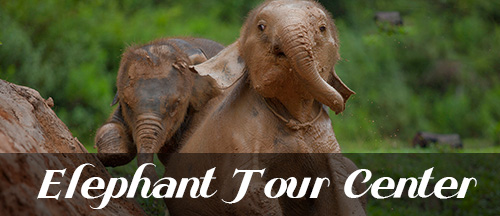 elephant-tour-center